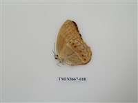 藏品(蛺蝶科(1))的圖片
